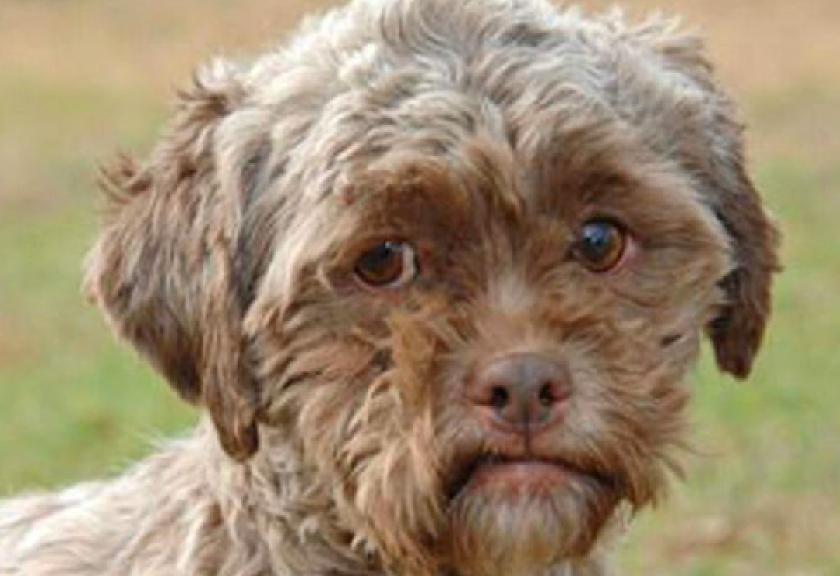 Anjing campuran pudel dan shih tzu bernama Tonik, diadopsi ke Indiana usai dibebaskan dari kelompok pencinta hewan dari sebuah penampungan pembunuh hewan liar di Kentucky, Amerika Serikat.

(Foto: Christina Science Monitor)