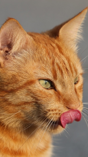 Ilustrasi kucing. (pixabay)