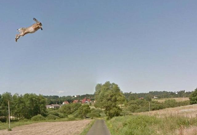 Kelinci ini sudah seperti terbang, lompatnya tinggi banget

(Foto: Boredpanda)