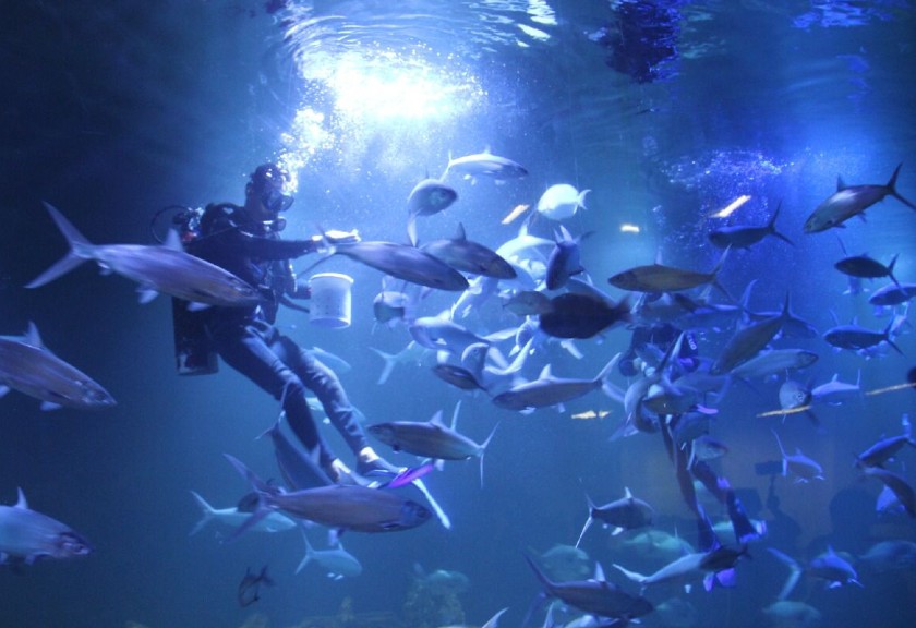 Aquarium terbesar di Indonesia diresmikan untuk umum. (Dok.KKP) 