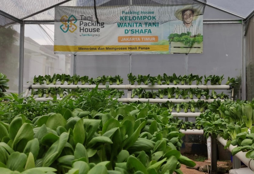 Kawasan greenhouse atau rumah kebun milik Kelompok Wanita Tani (KWT) D'Shafa di Kelurahan Malakasari, Kecamatan Duren Sawit, Jakarta Timur.