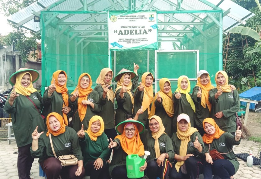 KWT Adelia Cirebon tanam sayuran organik di lahan sempit (Istimewa)
