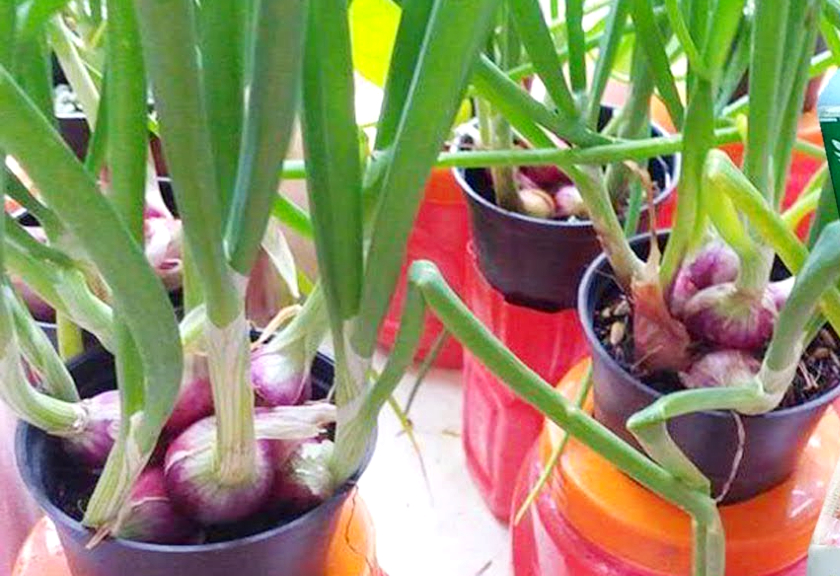 Ilustrasi bawang merah hidroponik (Youtube: guru tanaman)