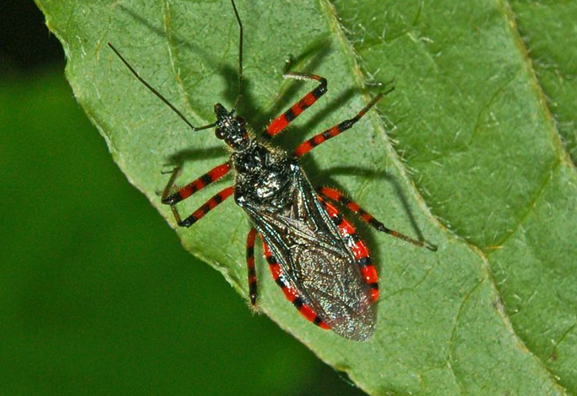 Ilustrasi serangga predator hama ulat (Wikimedia Commons)