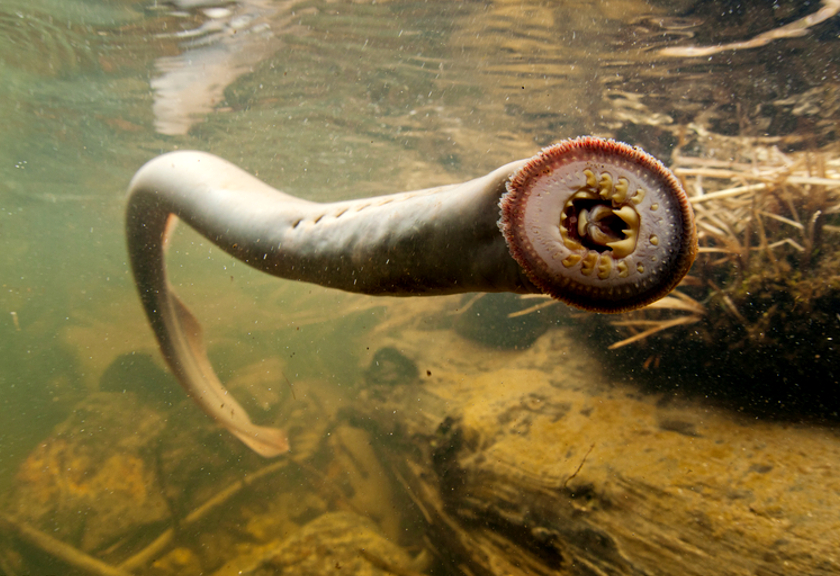 Ilustrasi lamprey atau vampir laut (Flickr)