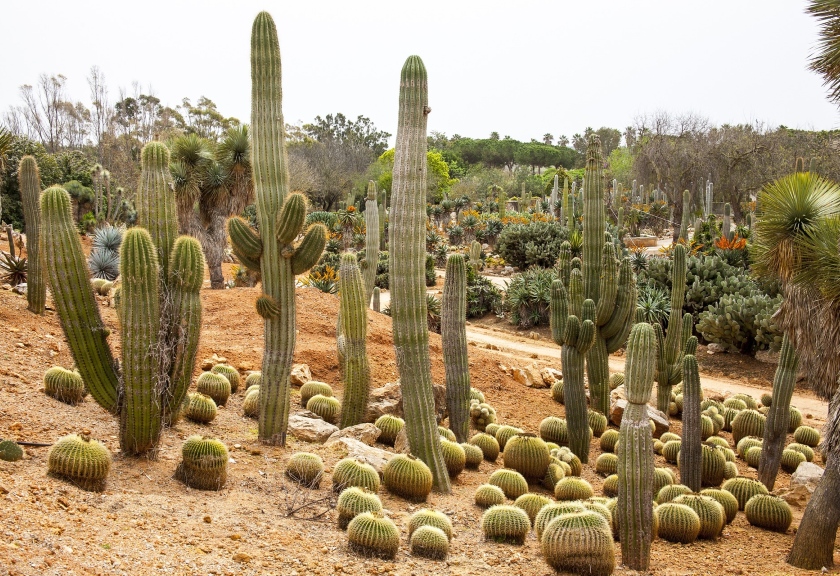 Ilustrasi kaktus. (pixabay)