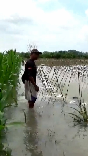 Lahan pertanian di Jember rusak akibat terendam banjir. (Sariagri/Arief L)