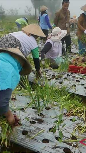 Para petani panen bawang merah dalam program food estate di Temanggung. (Ist)