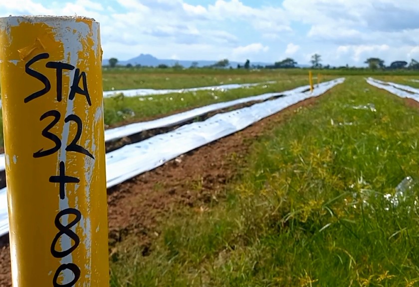 Lahan pertanian di Jawa Timur terimbas proyek jalan tol. (Sariagri/Arief L)