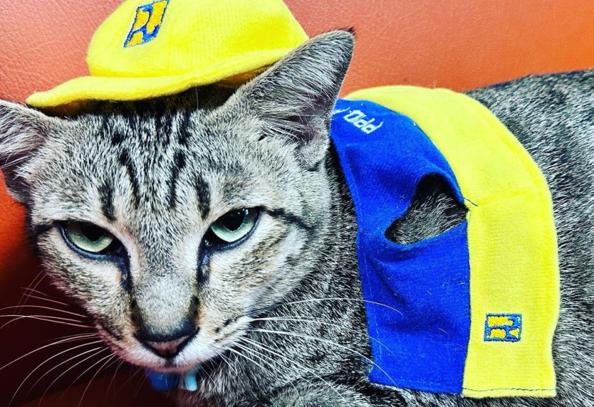 Lewat akun Twitter resmi Kementerian PUPR @KemenPU, instansi pemerintahan tersebut mengumumkan diangkatnya Kokom sebagai kucing kementerian, lengkap dengan name tag dan fotonya.

(Instagram/kokom.kucingpupr)