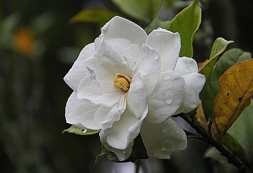 Ilustrasi Bunga Kacapiring (Pixabay)