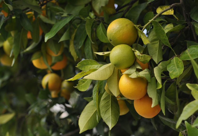 Ilustrasi buah jeruk. (pixabay)