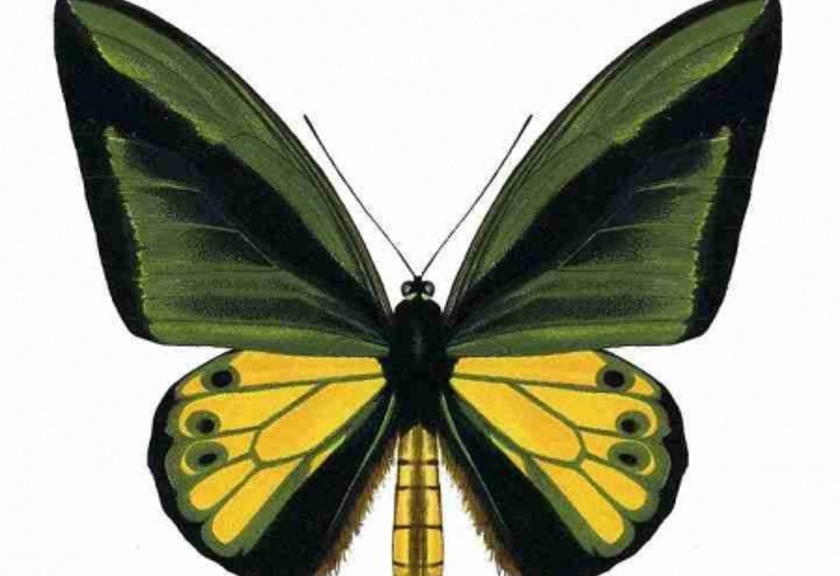 Kupu-kupu Ornithoptera goliath atau biasa dikenal dengan Goliath Birdwing. Salah satu kupu-kupu yang hidup di tanah Papua. (indonesia.go.id/istimewa)