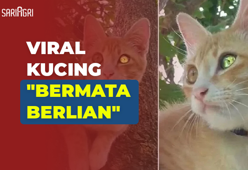Kucing Bermata Berlian Viral di Media Sosial