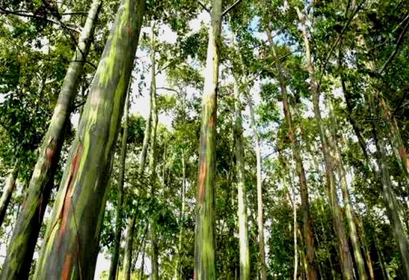 Pohon Ampupu yang banyak tumbuh di Cagar Alam Mutis, NTT. (indonesia.go.id/istimewa)