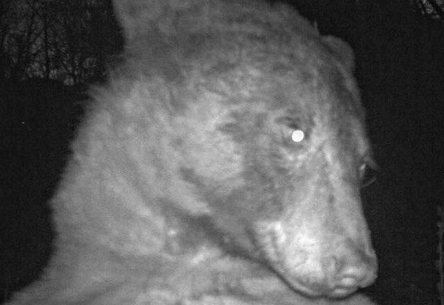 Dari 580 foto yang tertangkap (kamera) sekitar 400 adalah selfie beruang.

(Twitter/Boulder OSMP)