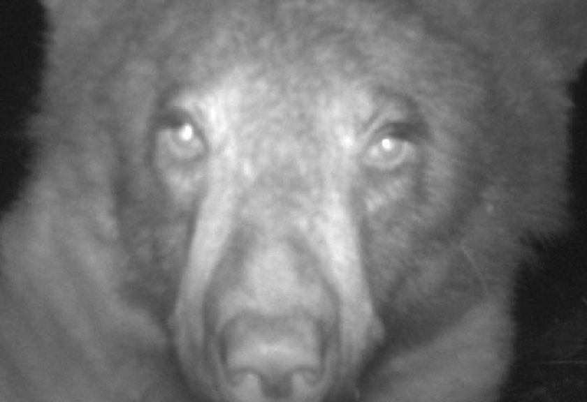 Di satu kamera saja, beruang itu mengambil 400 selfie.

(Twitter/Boulder OSMP)