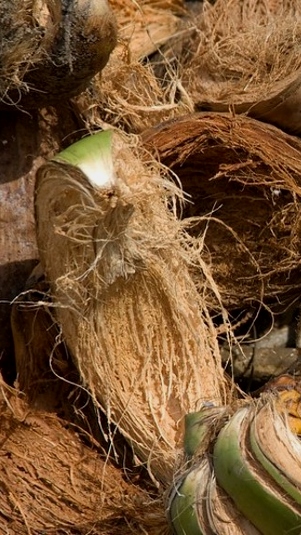 Ilustrasi sabut kelapa. (Foto: Foter)