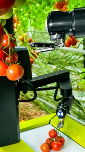 Robot pemetik tomat (Istimewa)