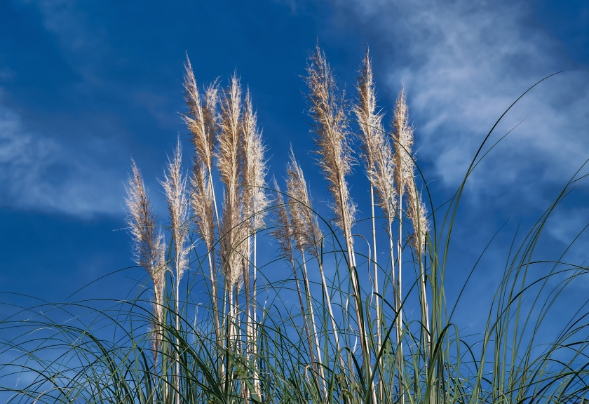 Ilustrasi rumput alang-alang atau ilalang. (pixabay)