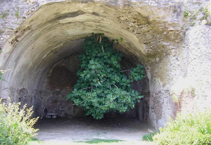 Pohon buah tin atau ara tumbuh terbalik (Oddity Central)