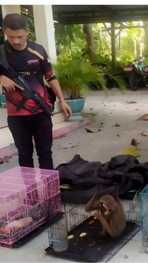 Petugas menyelamatkan bekantan dan owa jenggot putih dari aksi penyelundupan di Kota Gorontalo, Provinsi Gorontalo, Kamis (9/2/2023). (Antara/HO-Kementerian LHK)