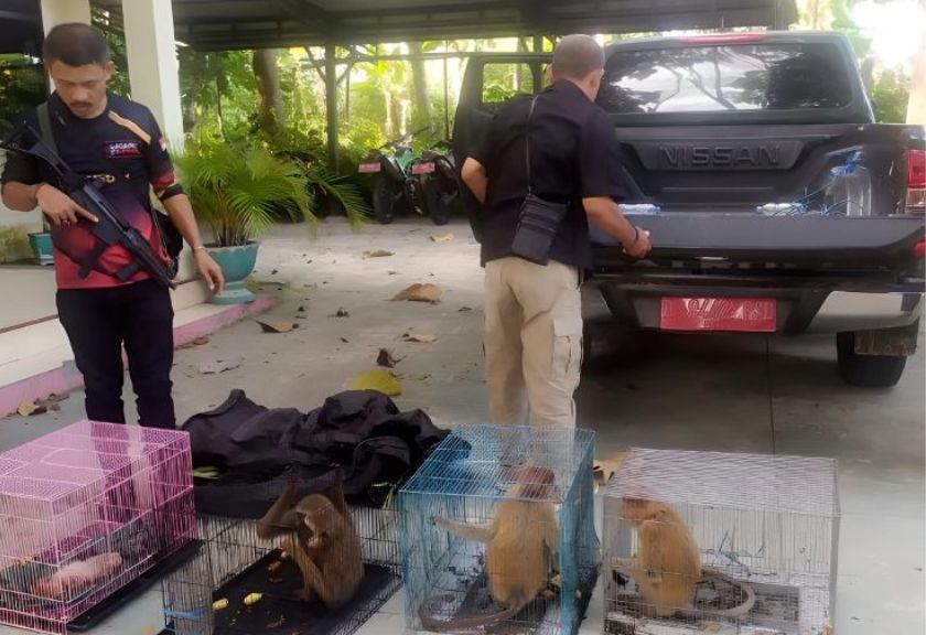 Petugas menyelamatkan bekantan dan owa jenggot putih dari aksi penyelundupan di Kota Gorontalo, Provinsi Gorontalo, Kamis (9/2/2023). (Antara/HO-Kementerian LHK)
