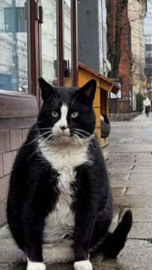 Gacek, Kucing Gemuk yang Menjadi Objek Wisata di Negara Ini (Oddity Central)