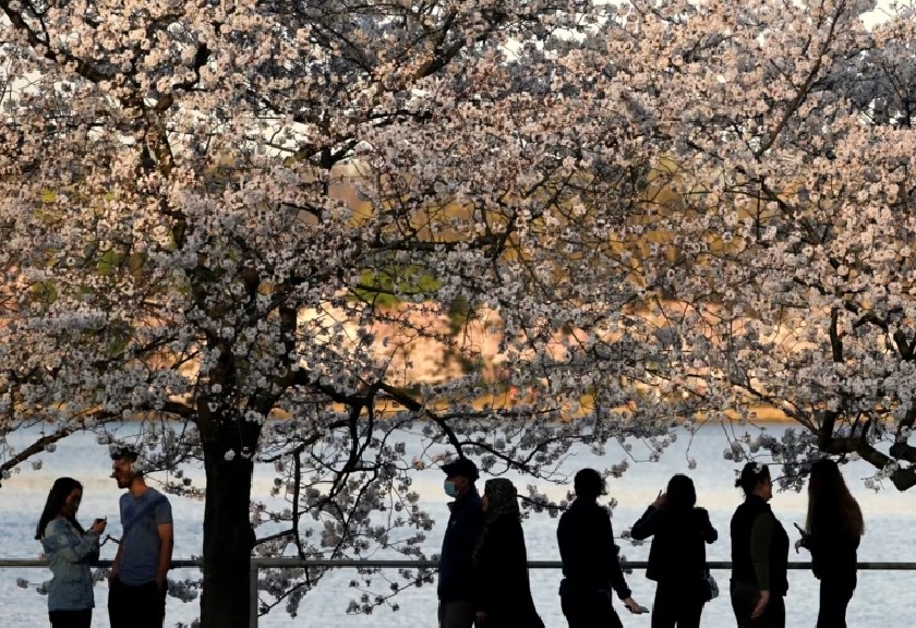 Sejumlah warga tampak menikmati bunga sakura yang bermekaran di area Tidal Basin, Washington, pada 22 Maret 2022. (Reuters/Kevin Lamarque/VOA)